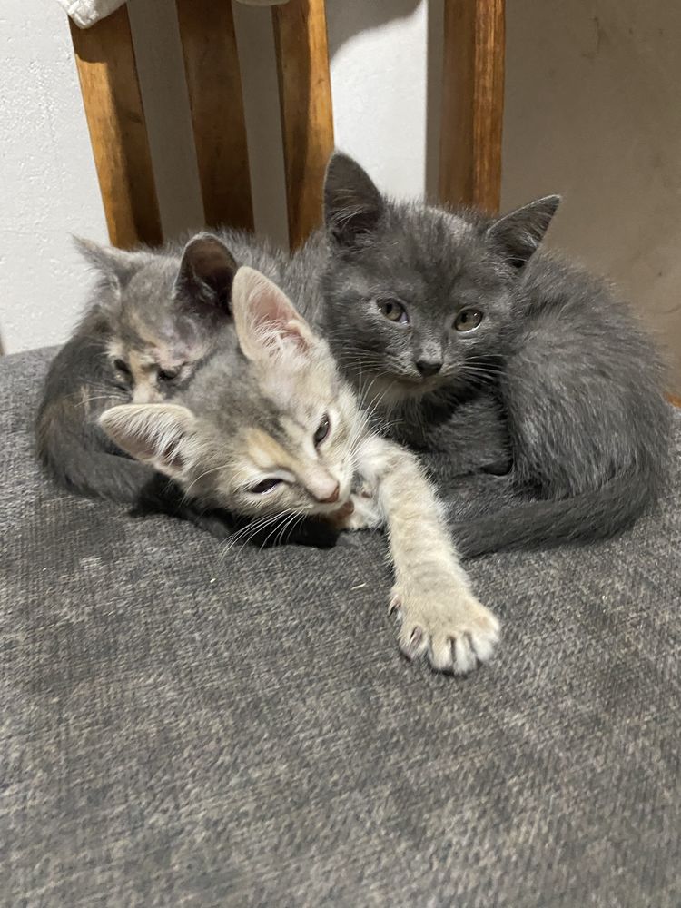 отдам котят в добрые руки