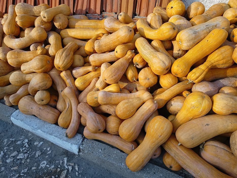 Тикви цигулки МУСКАТНИ