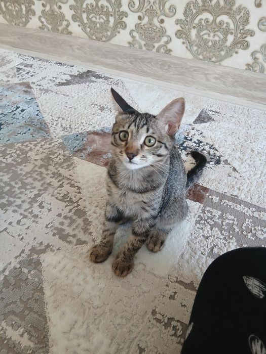 Мысықтар таза уи