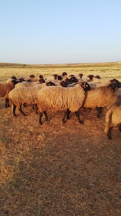 Vând 80 de oii carabase de Teleorman