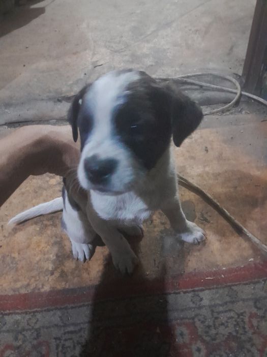 Щенки питбуля 2х месячные