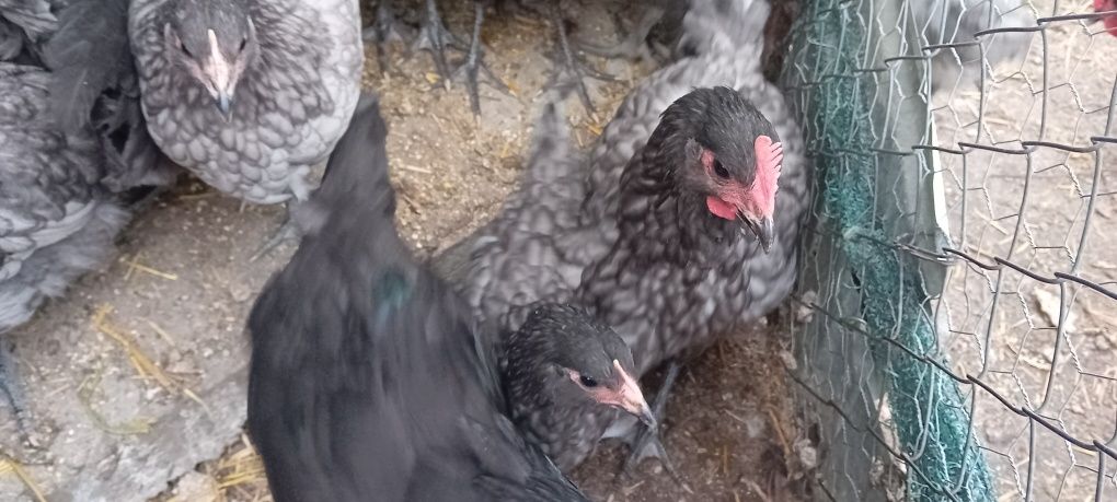 Cocosi Australorp/ Araucana