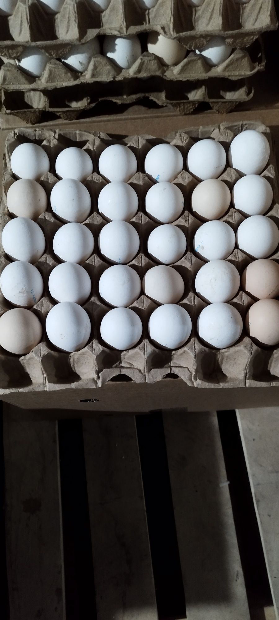 Куриное яйцо - крупного размера(1 категории), доставка бесплатная