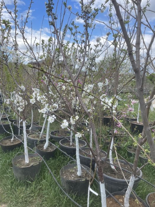 Pomi fructiferi pe rod