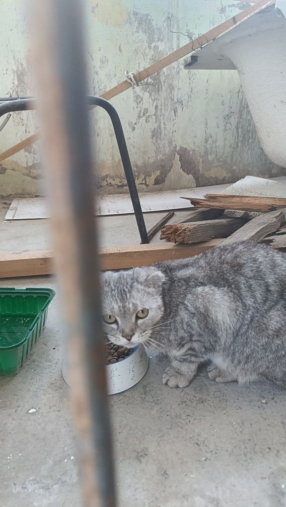 Кошка в добрые руки.