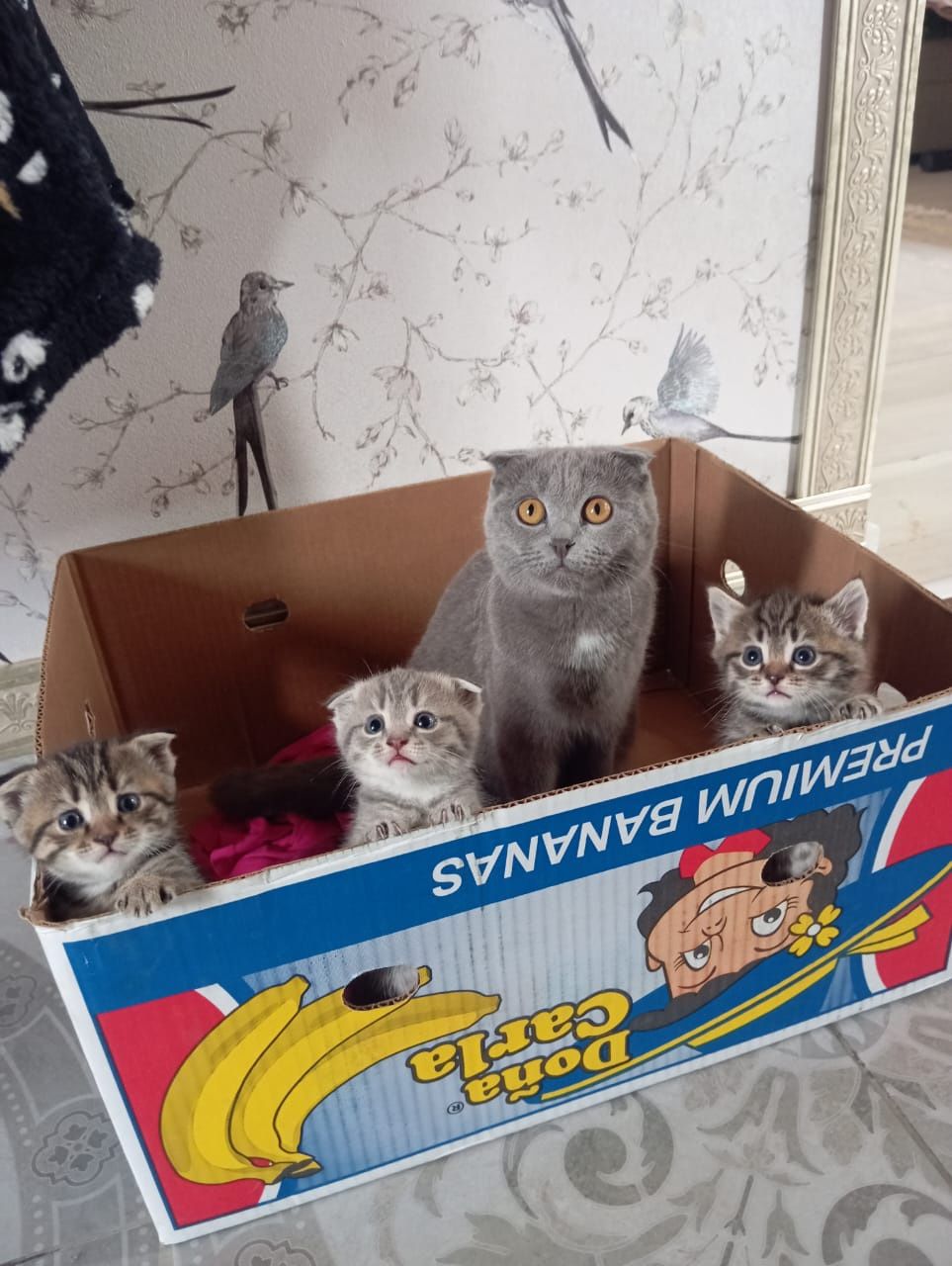 Отдам котёнка девочку в добрые руки