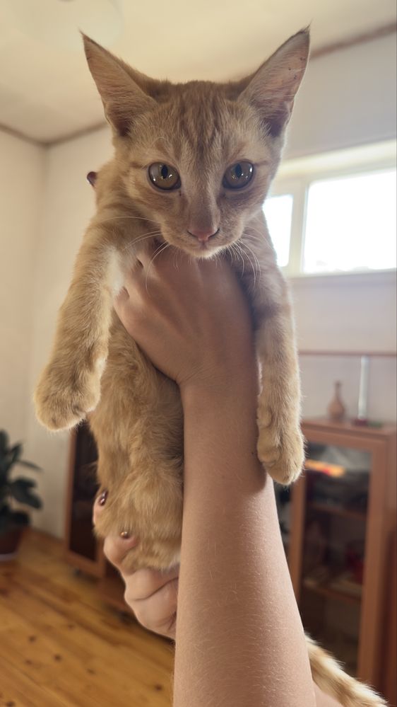 Отдам котят в добрые и любящие руки