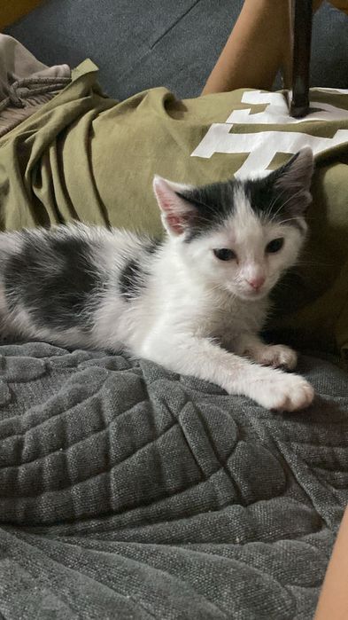 Котенок девочка в добрые руки