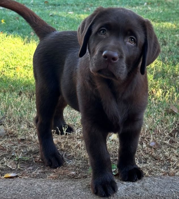 Labrador retriever