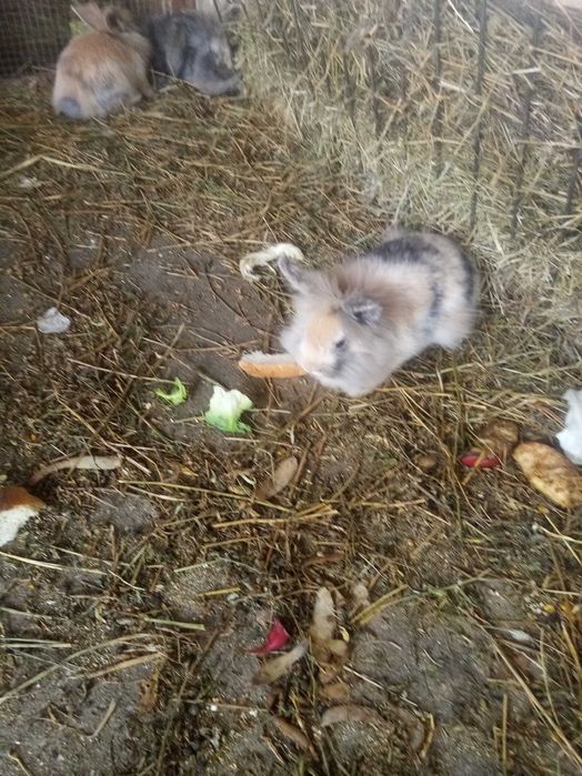 Vând iepuri rasele gat de leu și uriaș de transilvania