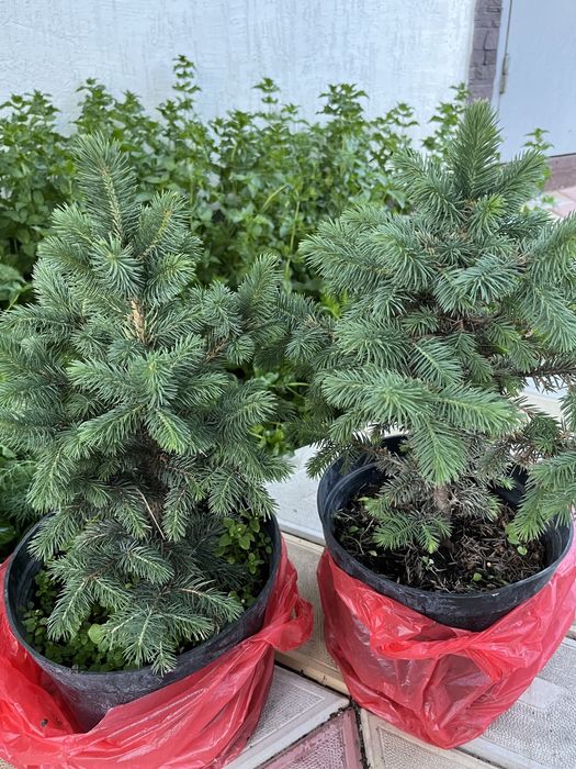 Продам голубую ель в горшках