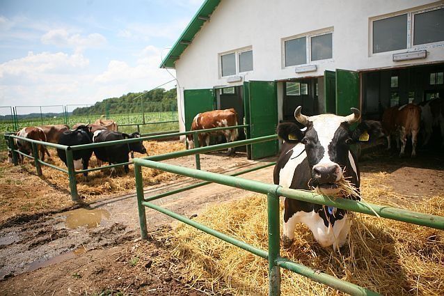 Lichidez ferma vaci, vitei crescuți natural bio