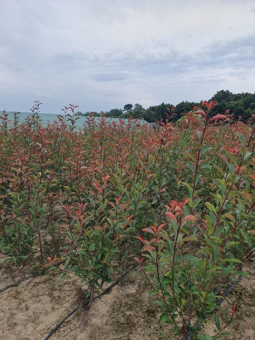 Photinia Red Robin