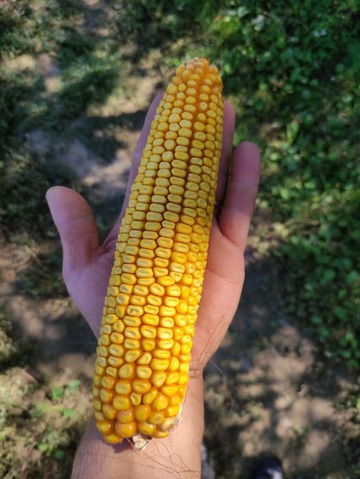 Porumb 2025 dekalb