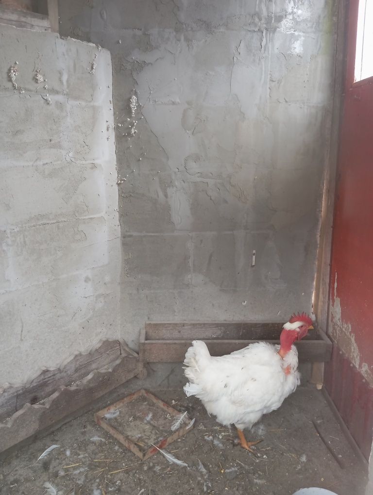 Cocos de țară de vânzare