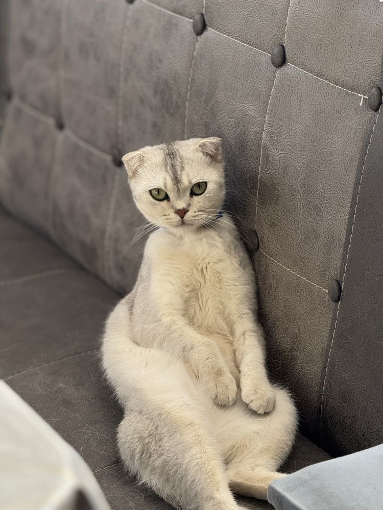 Срочно! Продается кошка!