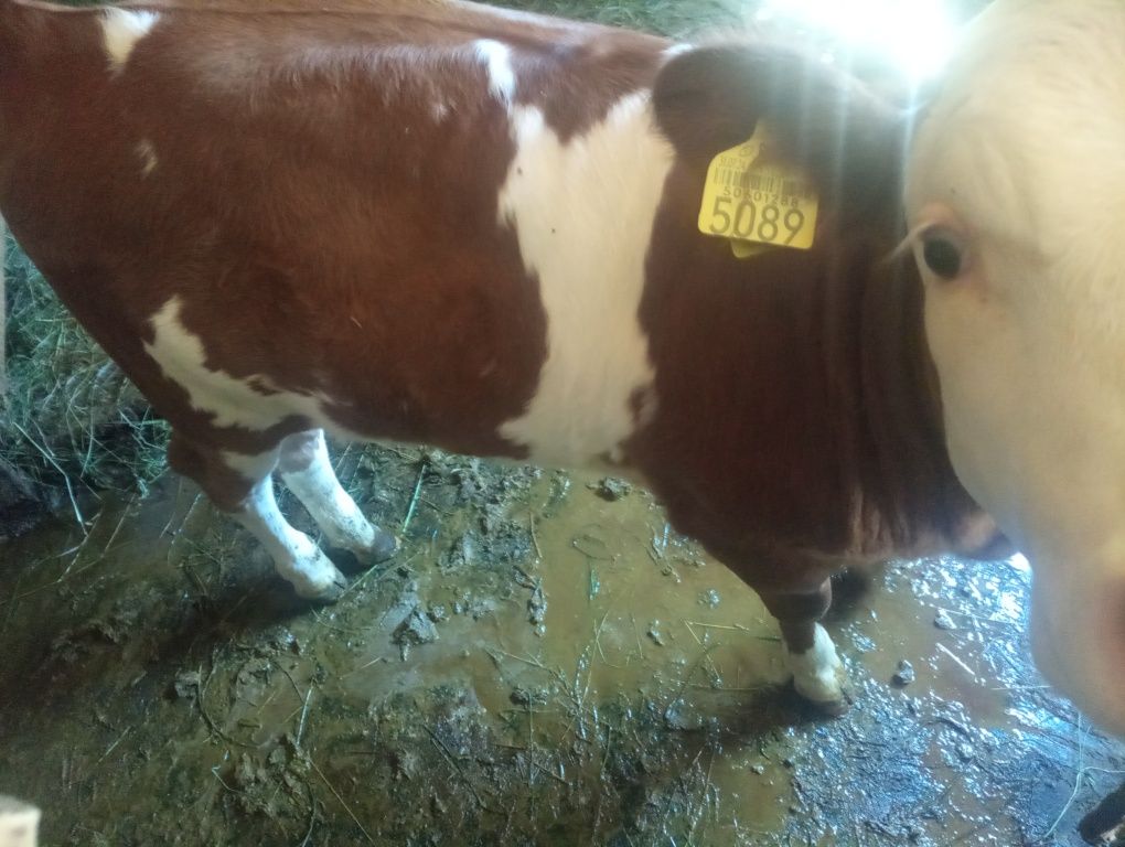 Vand vițea blandă