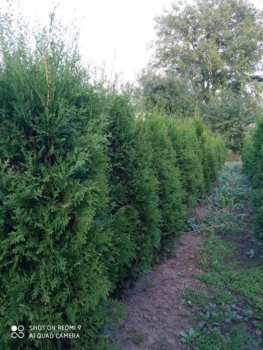 Tuia columnara - Thuja occidentalis columnaris cu balot de pamant