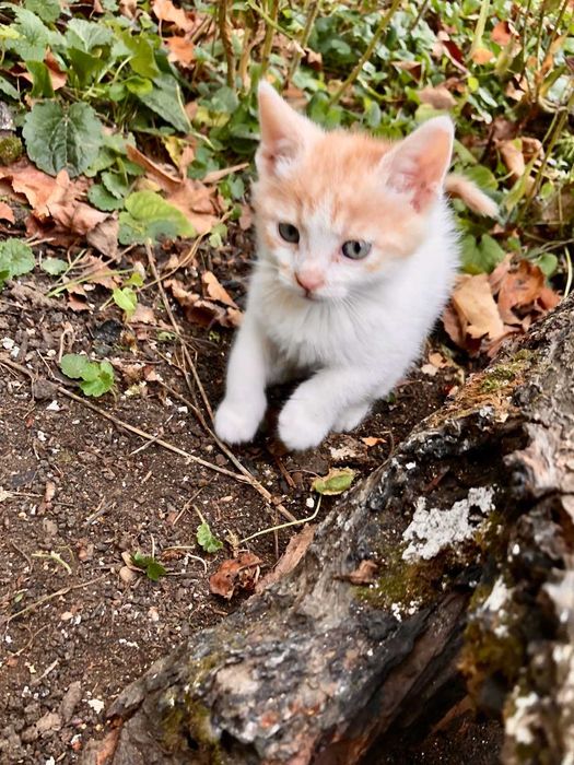 малки приятелчета