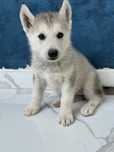 Femelă husky siberian