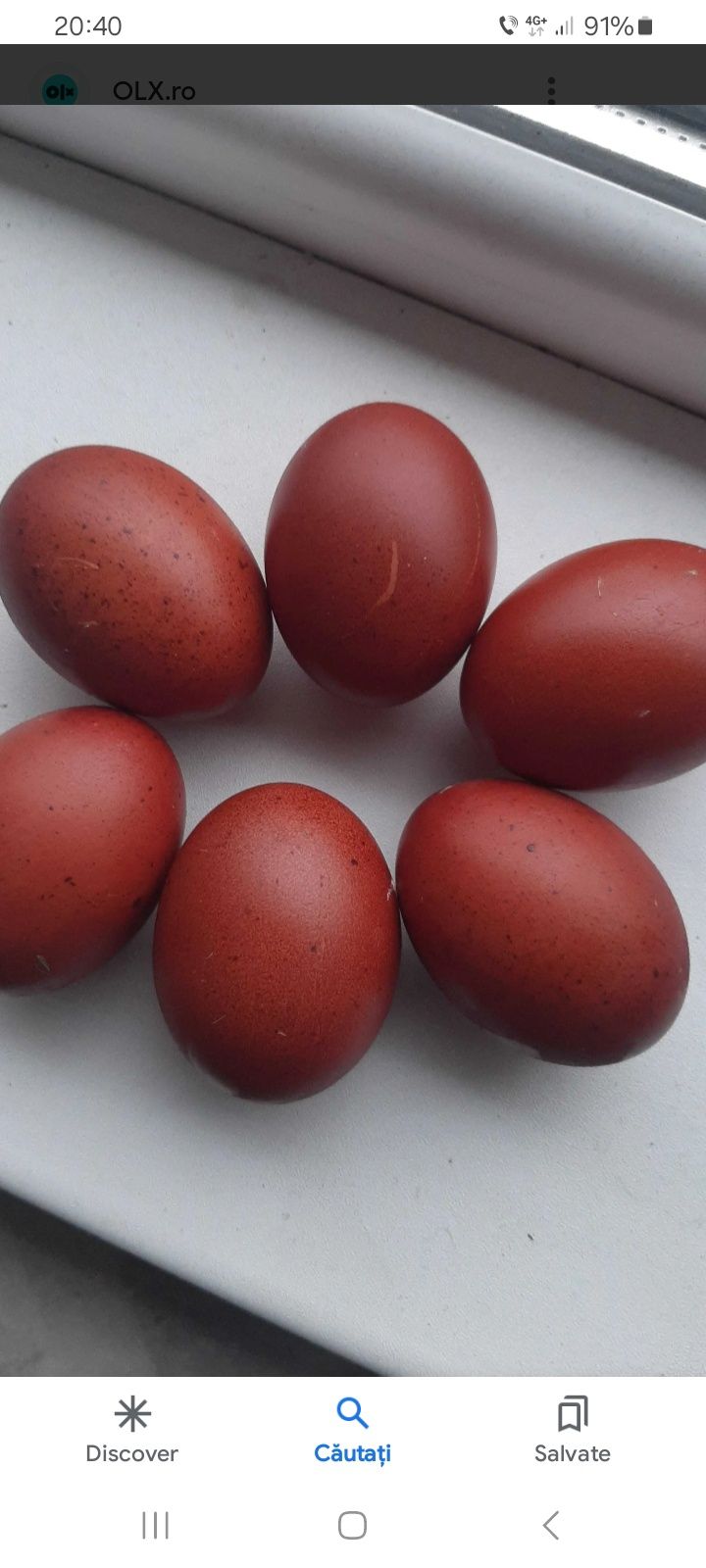 Oua gaini Marans