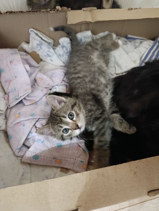 Отдам котят двух девочек