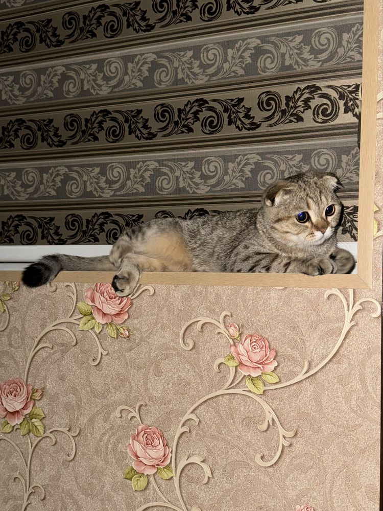 Вязка. Кот шотландский вислоухий