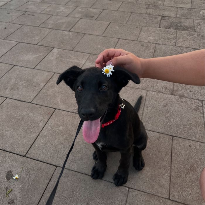 Лабрадор щенок 7 месяцев