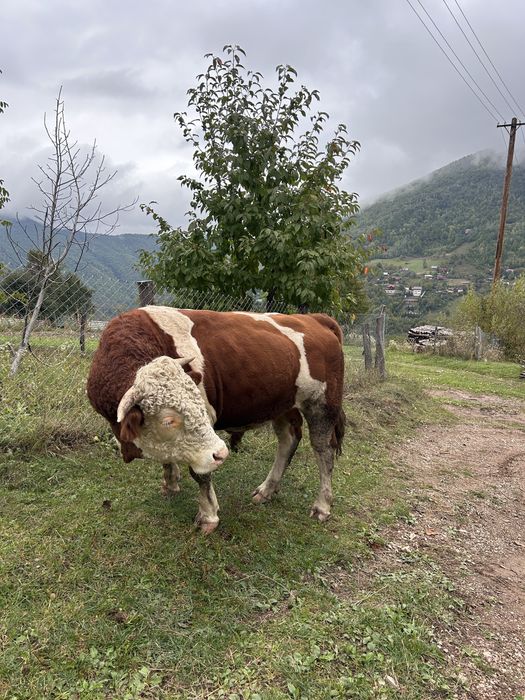 Cauți in taur care să aduca, forță si genetică in gospodaria ta?