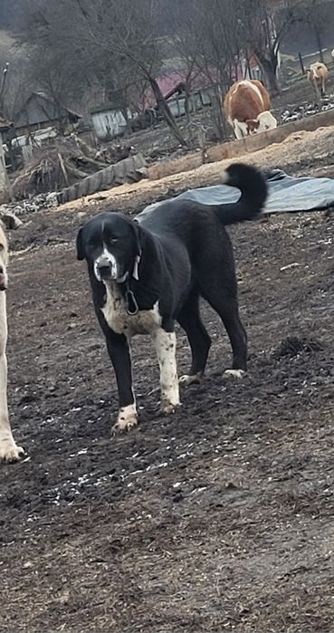 Femela Asia Centrală.