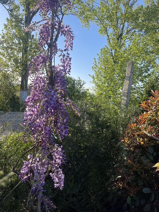 Plante ornamentale calitate