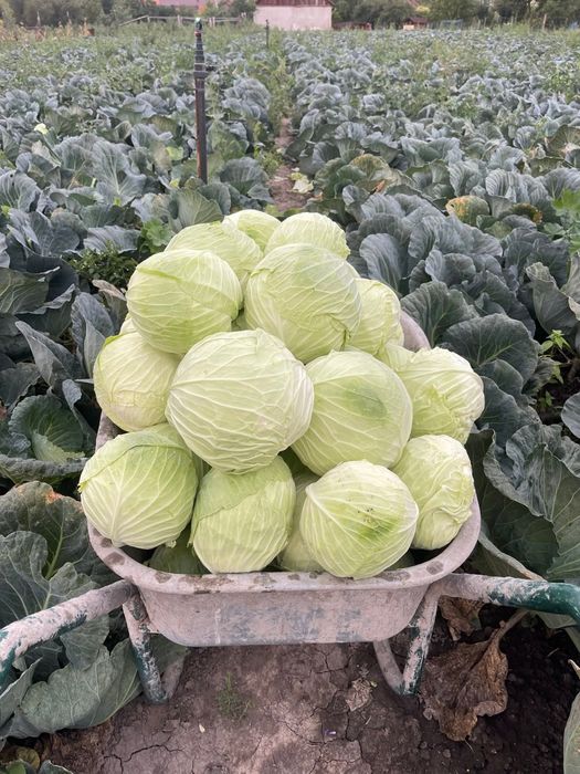 Varză de Socodor de vinzare,in cantitate mare si mică,