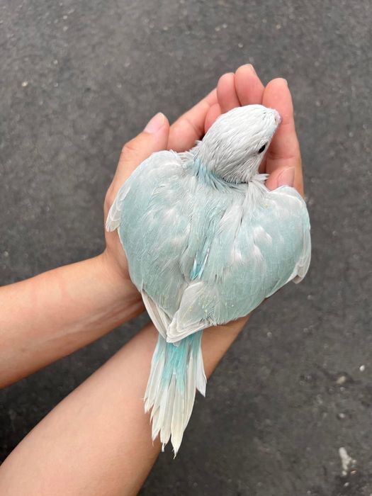 Papagali vorbitori Micul Alexandru pui blanzi Alexander