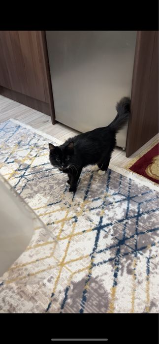 Можете за шоколодку забрать котенка или за 1000. Очень умный