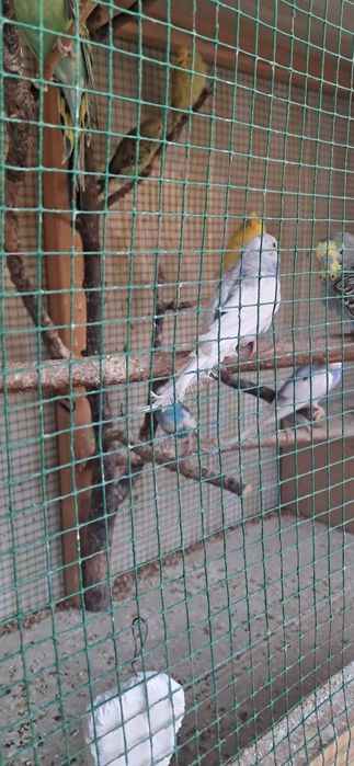 Papugay valnistiy 12ta vzarosli va maladoyla soglom 55.000 dan kami bo