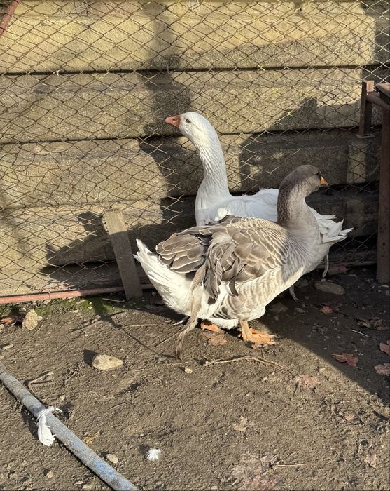 Vand o pereche de gaste crete