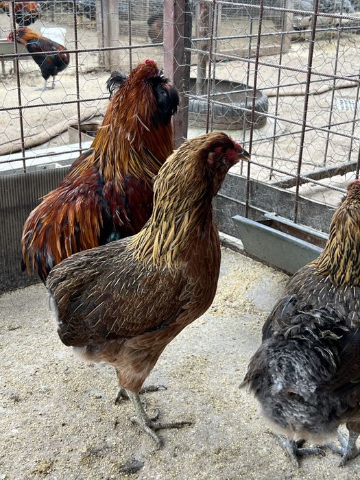 Oua araucana australorp plymouth