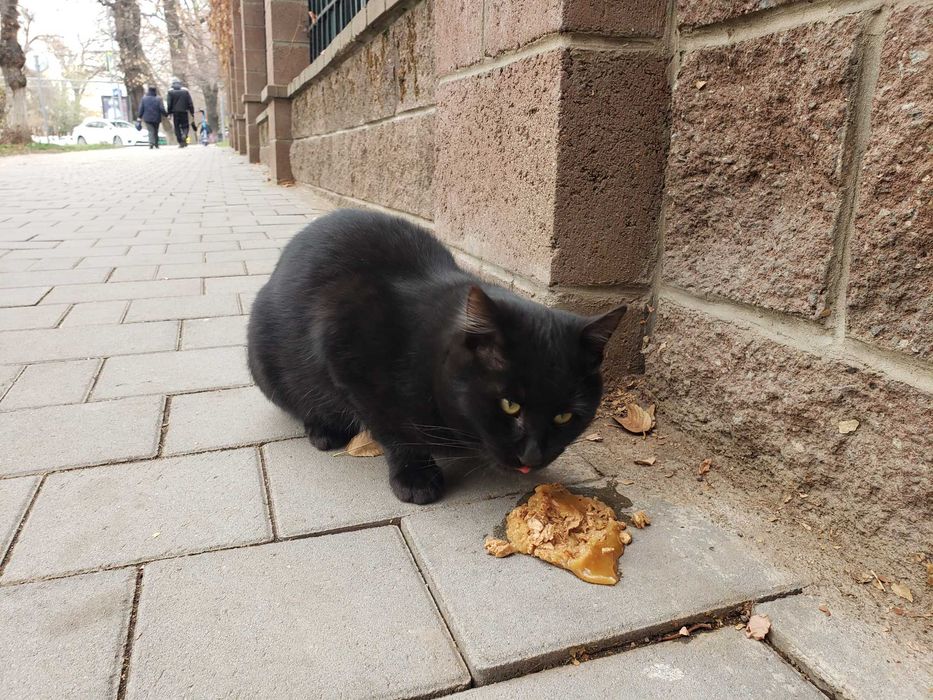 Черный котик ищет дом