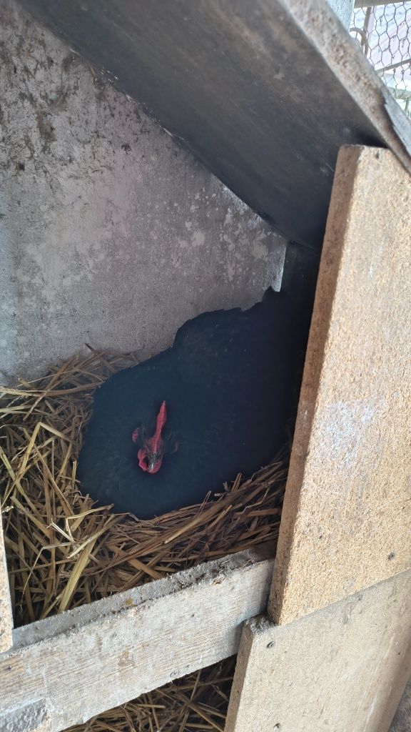 Australorp familie