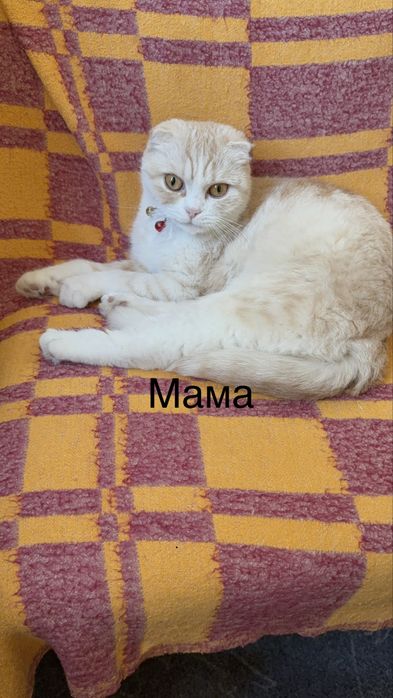 Отдам коненка скотиш фолд
