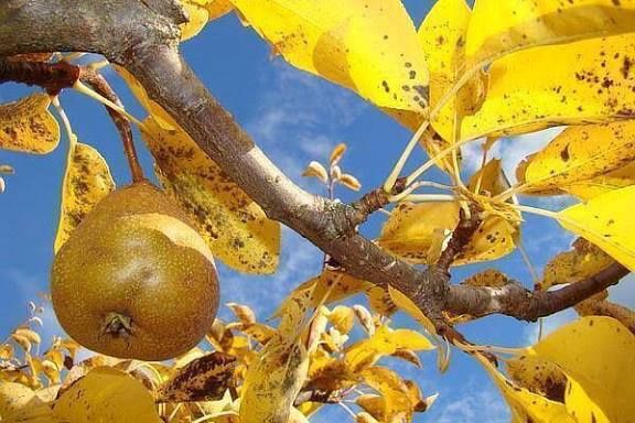 Pomi Fructiferi Străvechi Glia Strămoșească (Soiuri De Peri )