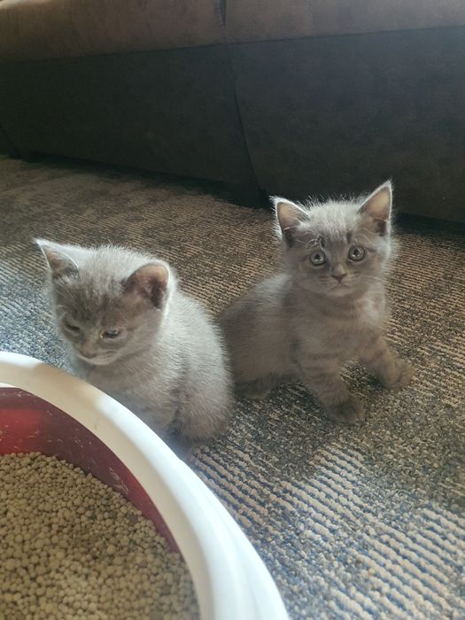 шотланские котята