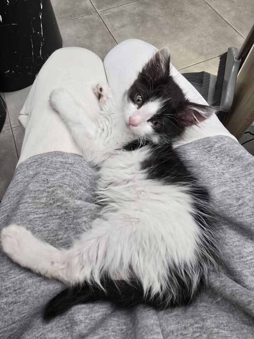 Подарявам КОТЕ !!!