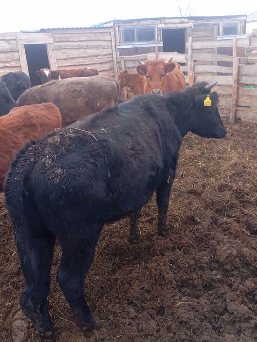 Продам 2 телки 1,5 года