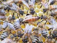 Roiuri de albine Buckfast