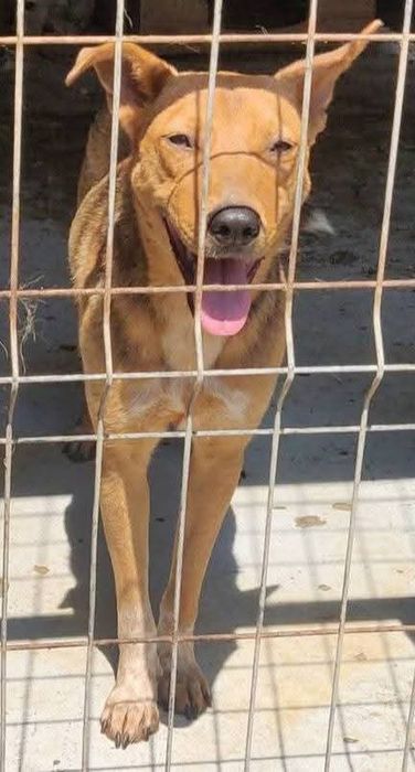 Fetița pentru adoptie