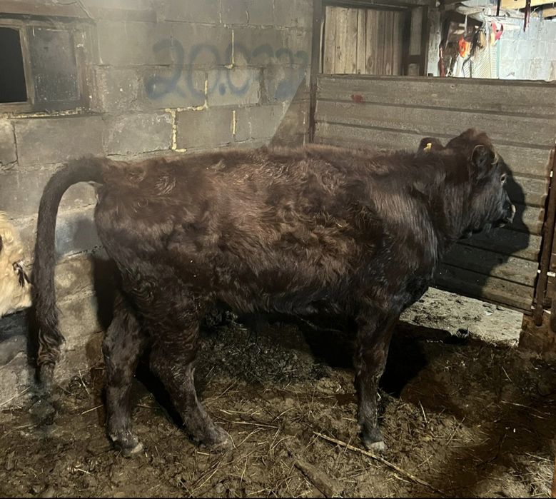 Продам бычки 3 голов патсос 3 бас патсос букалар