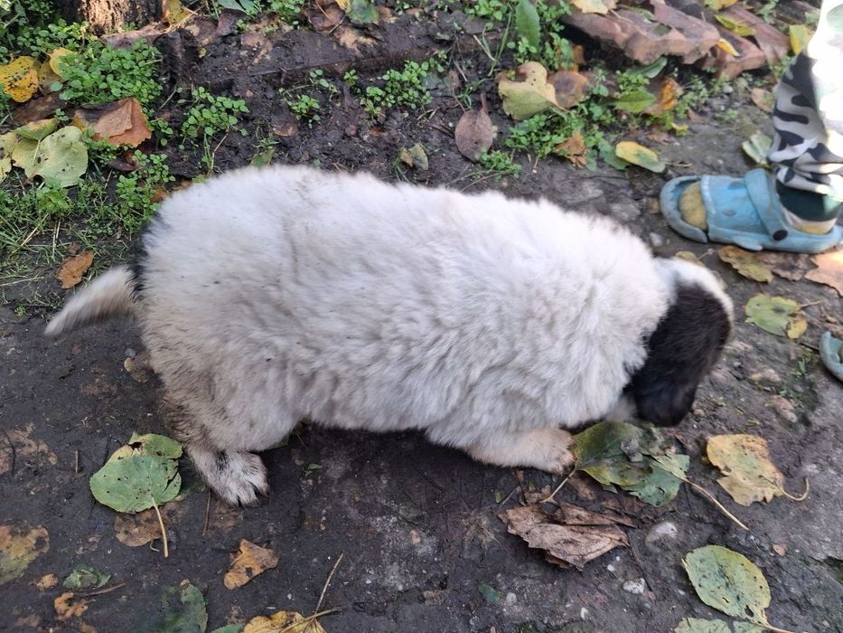 Каракачански овчарки