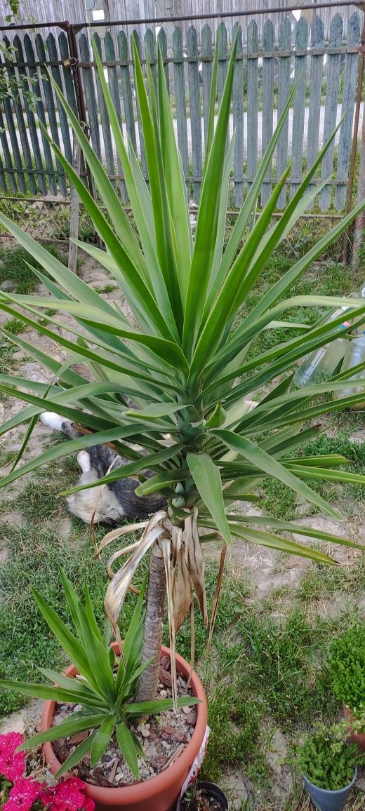 Yucca gloriosa arbore exotic