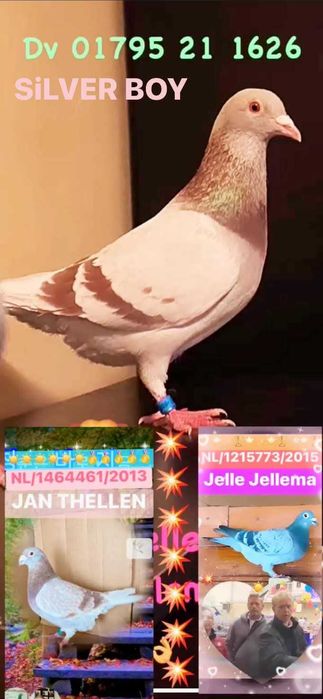 Porumbei.50%Jan Theelen 50%Jeje Jelema si Gică Stanca!